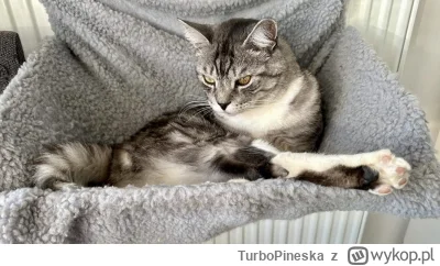 TurboPineska - Witam, nuszka do oceny, pozdrawiam

#koty #kitku #kitkuwhamaczku #wifi...