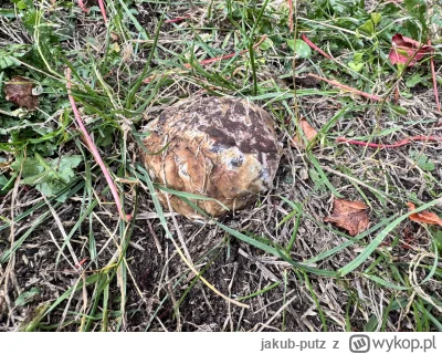 jakub-putz - Co to jest? Twarde, mięsiste, wygląda na grzyba, ale bez trzonka.