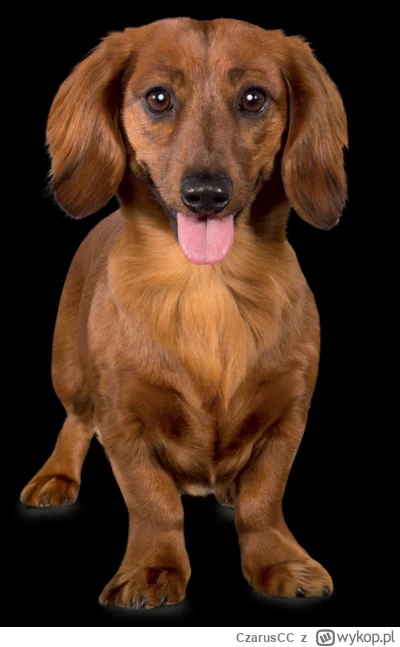 CzarusCC - @misiek007e: zaadoptował pierwszego syna XD