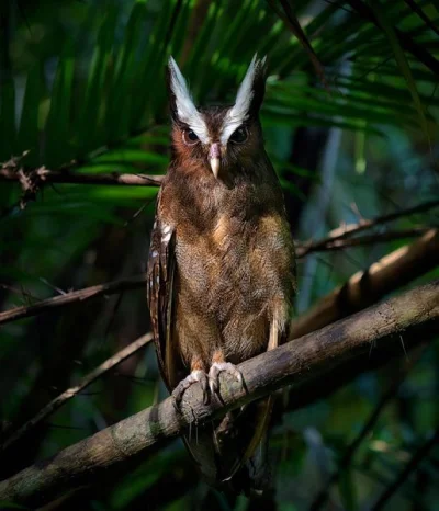 Lifelike - Puchaczyk czubaty (Lophostrix cristata) 
Autor
#photoexplorer #fotografia ...