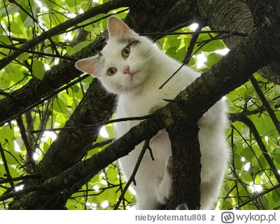 niebylotematu808 - No haro.