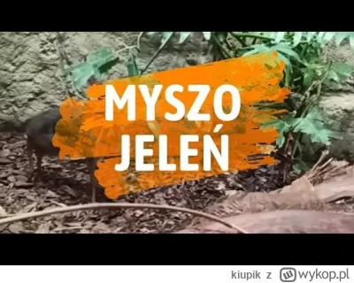 kiupik - ( ͡° ͜ʖ ͡°)