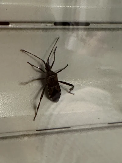 konska-stulejka - To prawda, że ten #owady jest z nami dopiero od 2007 bo to z ameryk...