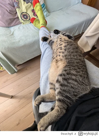 0suchy0 - #pokazkota

Home office, w życiu nie zamienię na pracę z biura. Lolek wygla...