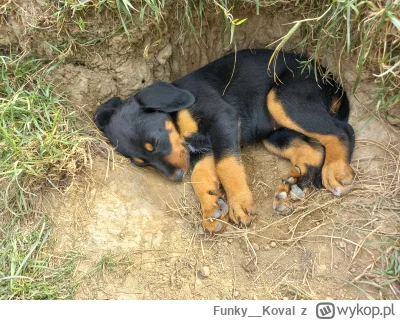 Funky__Koval - To jeszcze przed przygarnieciem. Rośnie jak na drożdżach