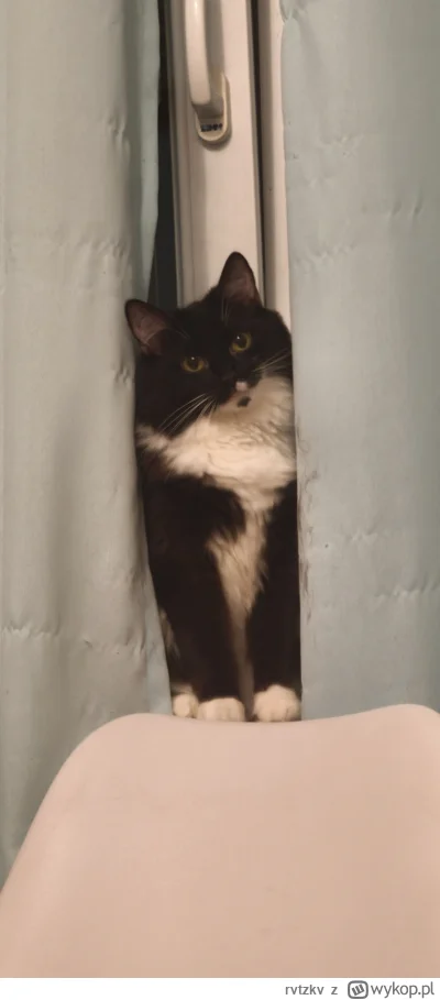 rvtzkv - Dombry wiemczór #pokazkota