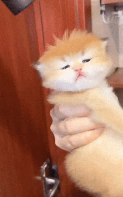 wfyokyga - Dobranoc/晚安