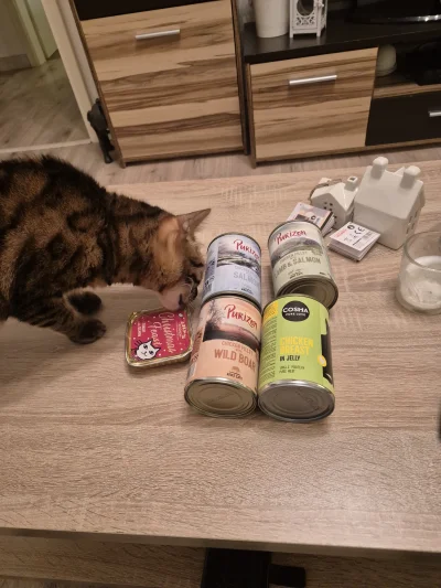 Lujdziarski - #pokazkota #dziarskikacperek Kacperek już testuje karmę z małego opakow...