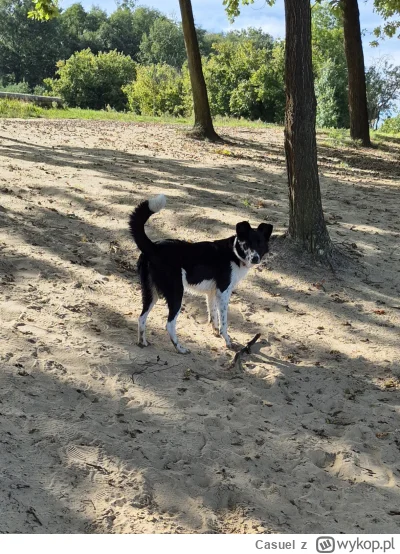 Casuel - Trzęsę się i boję się, ta bestia wyszła z wody. Co robić? #psiarze #psy