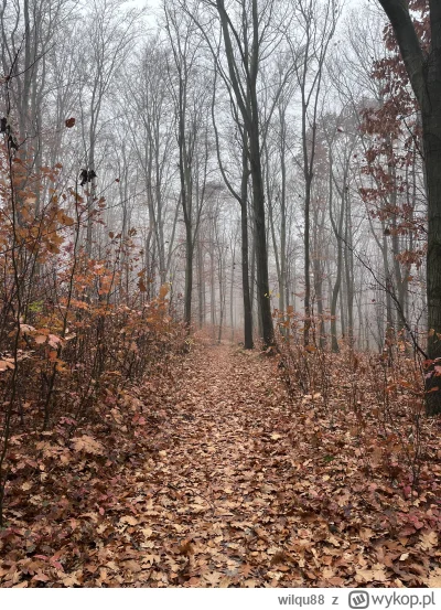 wilqu88 - #las #spierdotrip