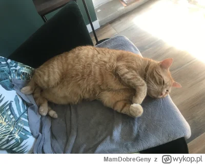 MamDobreGeny - Tak robi rano jak mnie widzi ( ͡° ͜ʖ ͡°)
#koty