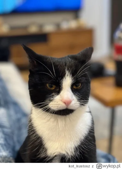 kot_kustosz