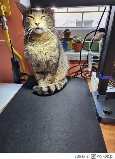 ydtski - Typowy kot jest typowy. Tyle miejsca, a Kotek koniecznie musi się fazować na...