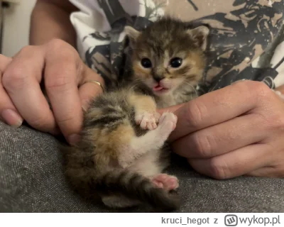 kruci_hegot - #pokazkota #suziq
i po weekendzie