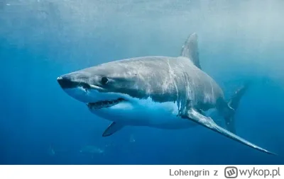 Lohengrin - Rekiny są starsze niż drzewa
#ciekawostki #natura