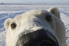 dodi-lukebakio - #f1 #codziennyolliebearman

Miś wychyla się i sprawdza czy nie ma ju...