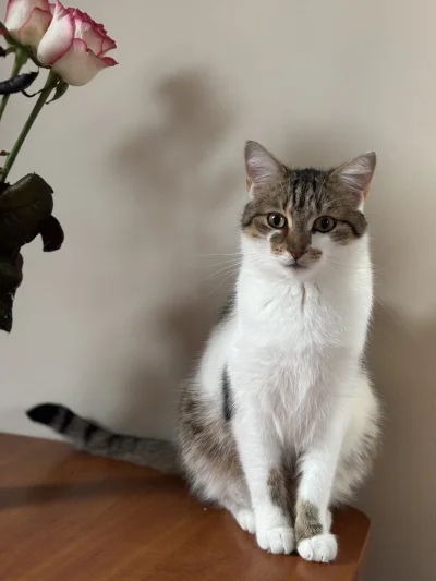 wybryk_natury - #pokazkota #kitku #brunofanclub