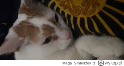 Mega_Smieszek - Kochacie może kotki? ᶘᵒᴥᵒᶅ

#koty #pokazkota
