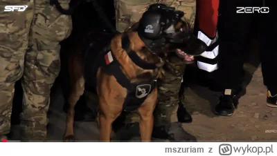 mszuriam - Pieseł brał udział
#heheszki #limanowa