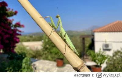 asdfghjkl - Ale piękna samiczka (ʘ‿ʘ) wielkości palca wskazującego mniej więcej. Więc...