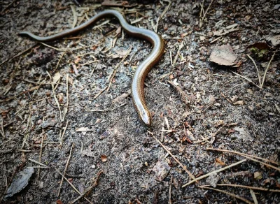 teh4esz - spotkałem wąża, chyba rzmije #chwalesie #natura #las