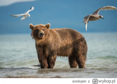 annlupin - misiek o czwartej nad ranem
