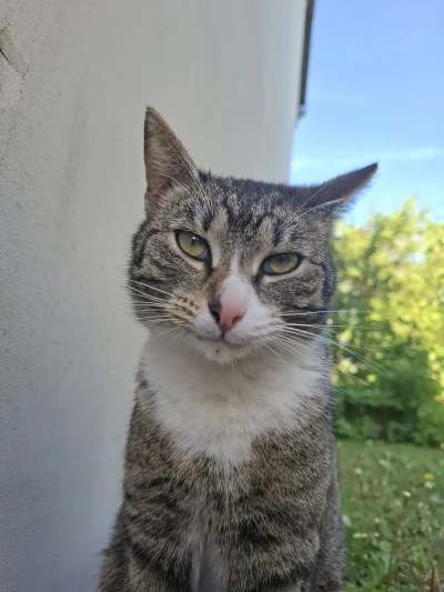 hanamontana_ - Zdjęcie do CV zrobione ✅️
#koty #pokazkota #kot