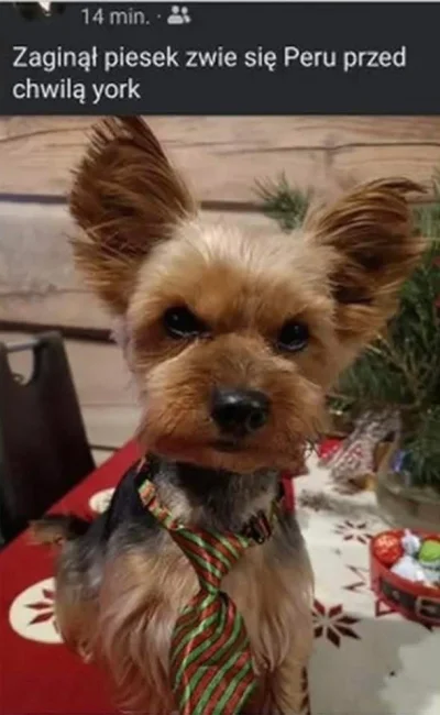 koba01 - @koba01 Przechrzczony