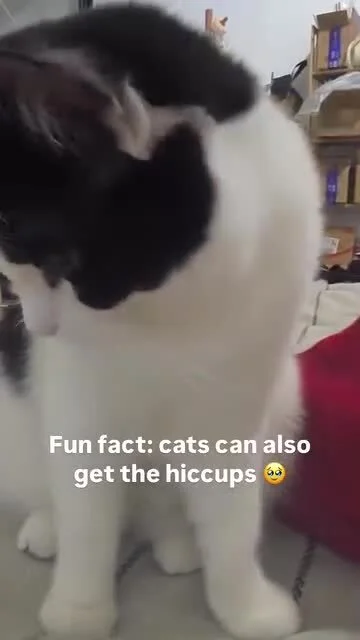 FreakingAwesome - #koty #kotki #misiepysie

Kot z czkawką xd