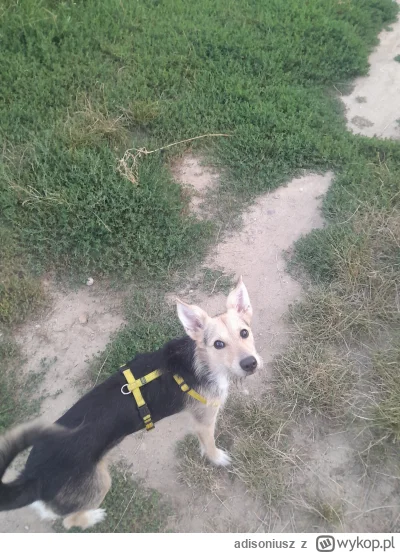 adisoniusz - #pieskotrip #pokazpsa #spierdotrip