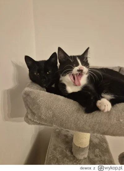 dewox - Lekko wscieknieta