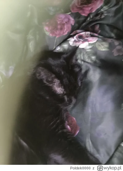 Poldek0000 - @maria_kiribati 
Moje śpi obok mnie. Nie zadawaj pytań...