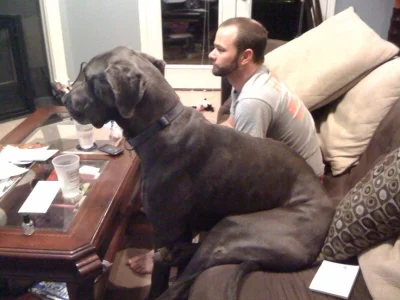 smutny_kojot - Jestem za ustawą łańcuchową, ale żeby była sprawiedliwość i wiejskie p...