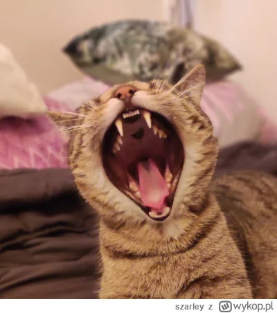 szarley - @vanitydomain lecz nie zawsze