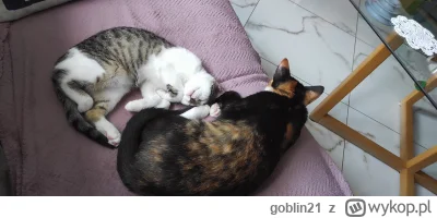 goblin21 - #pokazkota
Posypały się biedactwa czekając aż pani wróci z pracy.
15 minut...
