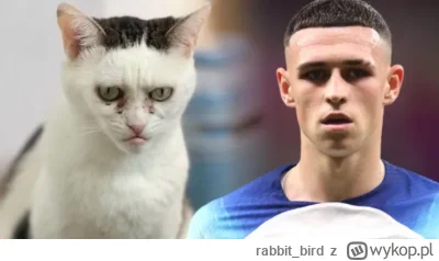 rabbit_bird - @ReggieNoble: