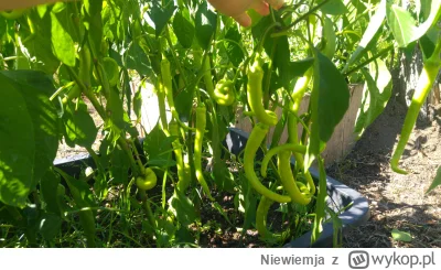 Niewiemja - Pepperoncino Lombardo #rosliny #ogrodnictwo #chilihead #papryczki #domowa...