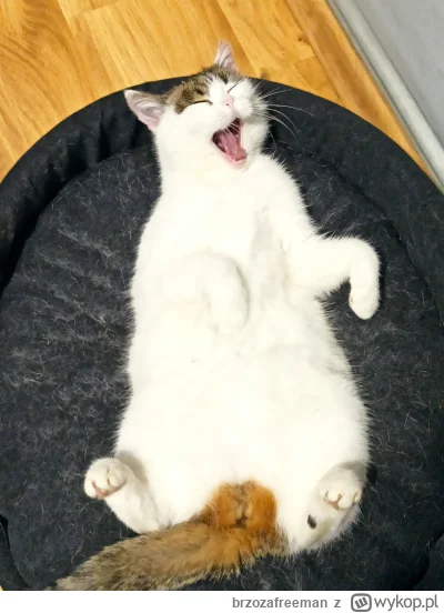 brzozafreeman - Ziew
#pokazkota