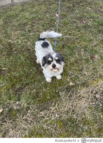 Koniczynka14 - Cześć, proszę Was o pomoc. 
W okolicy naszej działki jest pies wabi si...
