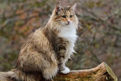 Atreyu - Kot norweski leśny

Znacie jakieś polecane hodowle? Powoli rozglądam się wła...