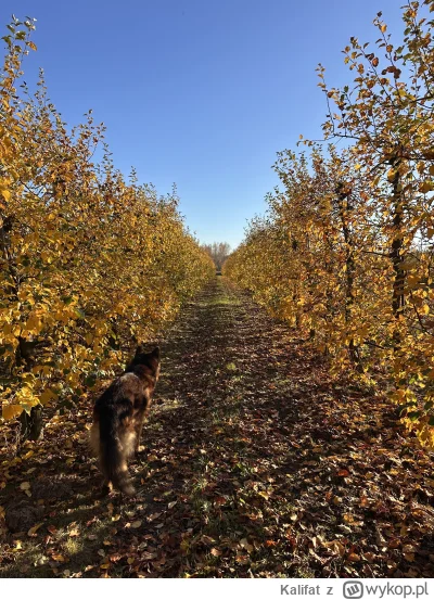 Kalifat - It's sad
#spierdotrip #pokazpsa