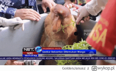 GoldenJanusz - No i po meczu
Podsumowując naszą reprezentację, myślę że po prostu tra...