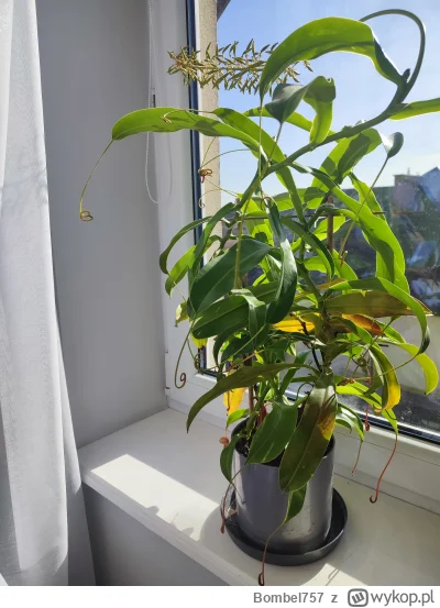 Bombel757 - @Bombel757