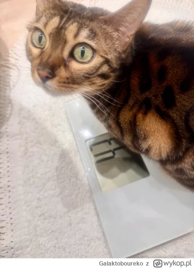 Galaktoboureko - Tego jeszcze nie było. Wchodzę do łazienki a tam kot się waży( ͡~ ͜ʖ...