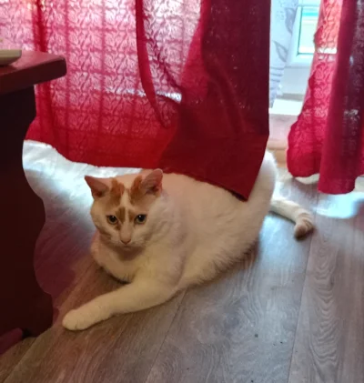 Mega_Smieszek - Przyszła i tak siedzi i się paczy ᶘᵒᴥᵒᶅ


#koty #pokazkota #kotkastok...