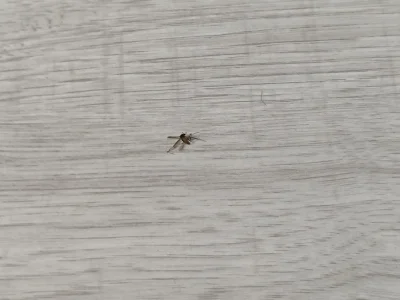 Rozdeptany_Jez - @SmokStarodawny: i to wszystko za tylko 20 zł xD

Efektem są takie w...