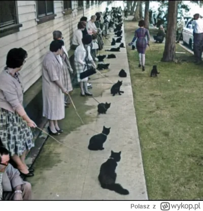 Polasz - Czarne koty czekające na casting do horroru w 1961 r.
#cielawostki trochę #p...