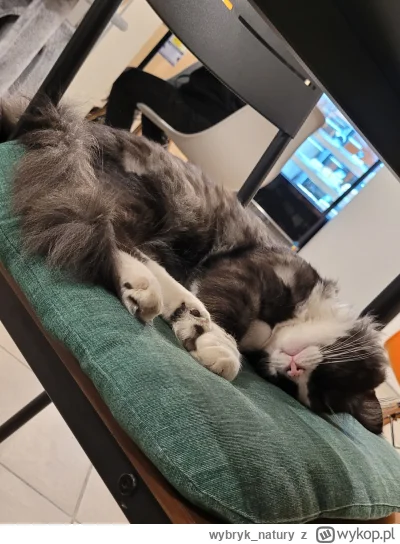 wybryk_natury - @EgoZet: jeszcze mam drugiego ulubieńca (｡◕‿‿◕｡)