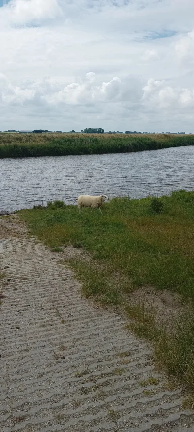 derzaba - To tylko owca, przewijaj dalej
#zwierzaczki #smiesznypiesek #spierdotrip