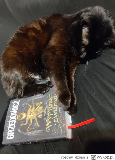 rozowy_dzban - Muszę ją zniszczyć
#pokazkota #czytajzwykopem